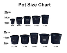 Load image into Gallery viewer, Wedding Cake Tree - Cornus controversa Variegata - 4 Litre Pot - 40-60cm Tall