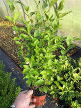 Load image into Gallery viewer, 50 Green Privet Hedging Plants 25-40cm in Pots Ligustrum ovalifolium