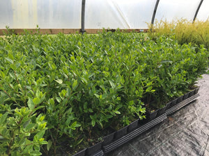 50 Green Privet Hedging Plants 40-60cm in Pots Ligustrum ovalifolium