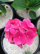 Load image into Gallery viewer, 3 HYDRANGEA (Seconds) macrophylla Red Baron - 2L Pots