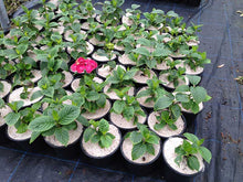 Load image into Gallery viewer, 3 HYDRANGEA (Seconds) macrophylla Red Baron - 2L Pots