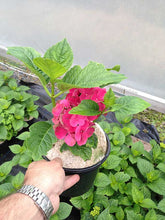 Load image into Gallery viewer, 3 HYDRANGEA (Seconds) macrophylla Red Baron - 2L Pots
