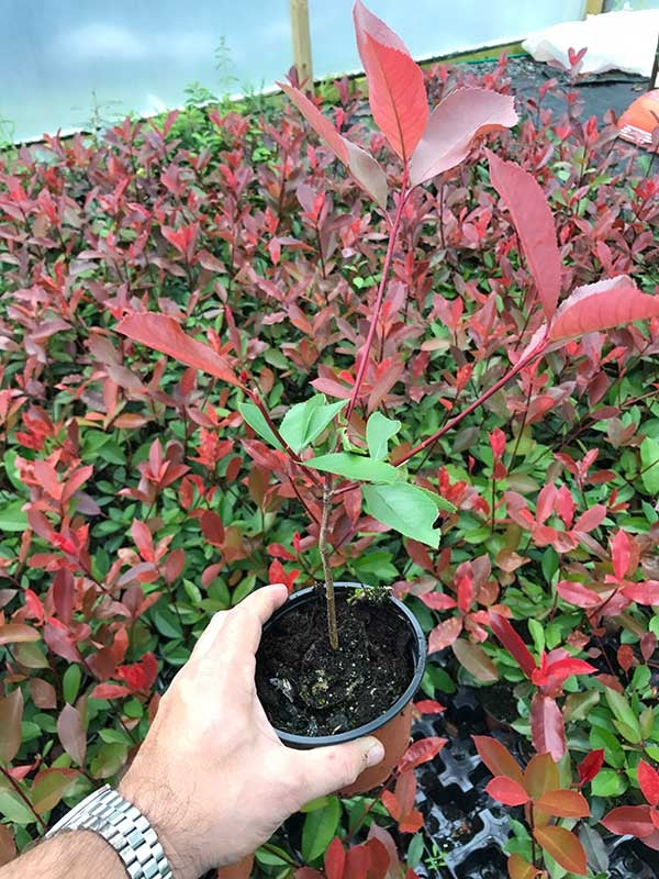 15 Photinia Red Robin Hedging Plants - approx 25-40cm Tall in Pots