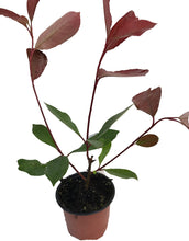 Load image into Gallery viewer, 50 Photinia Red Robin Hedging Plants - approx 25-40cm Tall in Pots