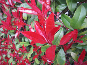 50 Photinia Red Robin Hedging Plants - approx 25-40cm Tall in Pots