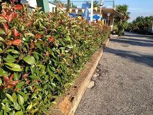 Load image into Gallery viewer, 30 Photinia Little Red Robin - Grow as Shrub or Hedging - Approx 15-20cm Tall