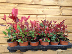 20 Photinia Red Robin Hedging Plants - approx 25-40cm Tall in Pots