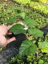 Load image into Gallery viewer, 2 RUBUS Tricolor in 2L Pots - (Seconds) Evergreen Low Growing Ground Cover Plant