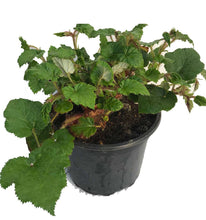 Load image into Gallery viewer, 2 RUBUS Tricolor in 2L Pots - (Seconds) Evergreen Low Growing Ground Cover Plant