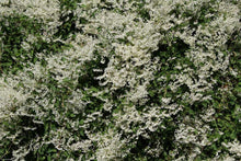 Load image into Gallery viewer, 1 Russian Vine Climber - Fallopia baldschuanica - Mile a Minute - 2-3ft Tall