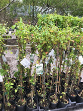 Load image into Gallery viewer, 1 Russian Vine Climber - Fallopia baldschuanica - Mile a Minute - 2-3ft Tall