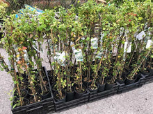 Load image into Gallery viewer, 2 Russian Vine Climber - Fallopia baldschuanica - Mile a Minute - 2-3ft Tall