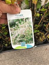 Load image into Gallery viewer, 3 Russian Vine Climber - Fallopia baldschuanica - Mile a Minute - 2-3ft Tall