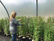 Load image into Gallery viewer, 1 Russian Vine Climber - Fallopia baldschuanica - Mile a Minute - 2-3ft Tall