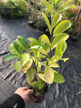 Load image into Gallery viewer, 10 Cherry Laurel Hedging - Seconds - 20-30cm (Some Leaf Damage Still Fine)