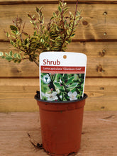 Load image into Gallery viewer, 5 Mixed Shrubs - Well Established in Pots - Great Value - 10.5cm Pots