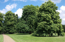 Load image into Gallery viewer, 3 Sweet Chestnut Trees - 60-90cm - 2-3ft - Castanea Sativa Hedging - Edible Nuts