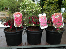 Load image into Gallery viewer, 2 Tea Tree Plants - 40-60cm - Leptospermum scoparium 'Martini' - Pink Flowers - 2L Pots
