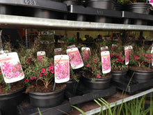 Load image into Gallery viewer, 2 Tea Tree Plants - 40-60cm - Leptospermum scoparium 'Martini' - Pink Flowers - 2L Pots