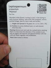 Load image into Gallery viewer, 2 Tea Tree Plants - Leptospermum scoparium 'Martini' - Red/Pink in Pots