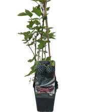 Load image into Gallery viewer, 2 Thornless Blackberry Plants - 40-60cm Tall - 2L Pot - Rubus Fruticosus