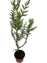 Load image into Gallery viewer, 25 THUJA plicata Gelderland - western red cedar - 30-45cm Fast Growing Hedging