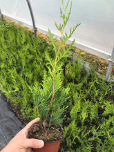 Load image into Gallery viewer, 10 THUJA plicata Gelderland - western red cedar - 30-45cm Fast Growing Hedging
