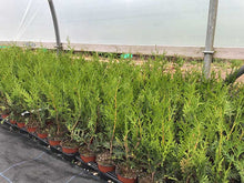 Load image into Gallery viewer, 20 THUJA plicata Gelderland - western red cedar - 30-45cm Fast Growing Hedging