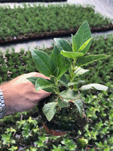 Load image into Gallery viewer, 15 Viburnum tinus - Apx 20-30cm Tall in Pots - Laurustinus - Evergreen Hedging