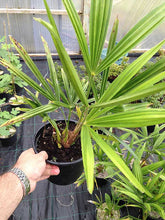 Load image into Gallery viewer, 1 Trachycarpus fortunei Palm Tree in 2L Pots - Hardy