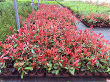 Load image into Gallery viewer, 50 Photinia Red Robin Hedging Plants - approx 25-40cm Tall in Pots