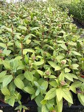 Load image into Gallery viewer, 20 Viburnum tinus - Apx 20-30cm Tall in Pots - Laurustinus - Evergreen Hedging
