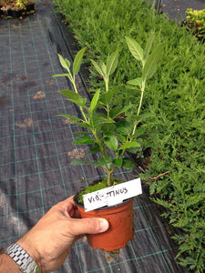 10 Viburnum tinus - Apx 20-30cm Tall in Pots - Laurustinus - Evergreen Hedging