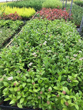 Load image into Gallery viewer, 20 Viburnum tinus - Apx 20-30cm Tall in Pots - Laurustinus - Evergreen Hedging