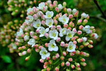Load image into Gallery viewer, 15 Viburnum tinus - Apx 20-30cm Tall in Pots - Laurustinus - Evergreen Hedging