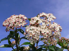 Load image into Gallery viewer, 20 Viburnum tinus - Apx 20-30cm Tall in Pots - Laurustinus - Evergreen Hedging