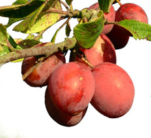 Load image into Gallery viewer, Victoria Plum Tree - Dwarf Variety Great for Smaller Gardens Apx 5-6ft- 3yrs Branched