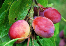 Load image into Gallery viewer, Victoria Plum