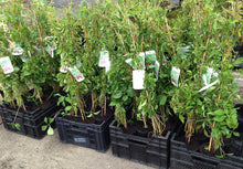 Load image into Gallery viewer, 2 Virginia Creeper - Parthenocissus Engelmannii - 2-3ft Tall in 2L Pots