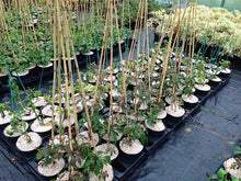 Load image into Gallery viewer, 3 Virginia Creeper - Parthenocissus Engelmannii - 2-3ft Tall in 2L Pot