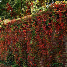 Load image into Gallery viewer, 1 Virginia Creeper - Parthenocissus Engelmannii - 2-3ft Tall in 2L Pot