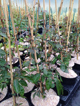 Load image into Gallery viewer, 2 Virginia Creeper - Parthenocissus Engelmannii - 2-3ft Tall in 2L Pots