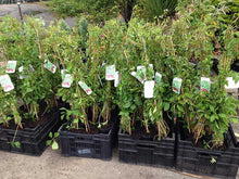 Load image into Gallery viewer, 3 Virginia Creeper - Parthenocissus Engelmannii - 2-3ft Tall in 2L Pot