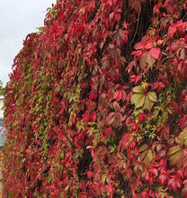 Load image into Gallery viewer, 3 Virginia Creeper - Parthenocissus Engelmannii - 2-3ft Tall in 2L Pot