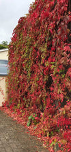 Load image into Gallery viewer, 1 Virginia Creeper - Parthenocissus Engelmannii - 2-3ft Tall in 2L Pot
