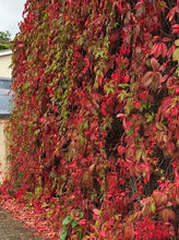 Load image into Gallery viewer, 2 Virginia Creeper - Parthenocissus Engelmannii - 2-3ft Tall in 2L Pots