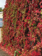 Load image into Gallery viewer, 3 Virginia Creeper - Parthenocissus Engelmannii  - 2-3ft Tall in 2L Pot
