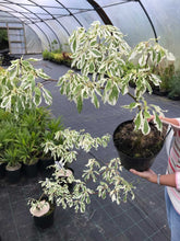Load image into Gallery viewer, Wedding Cake Tree - Cornus controversa Variegata - 4 Litre Pot - 40-60cm Tall