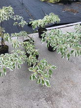 Load image into Gallery viewer, Wedding Cake Tree - Cornus controversa Variegata - 4 Litre Pot - 40-60cm Tall