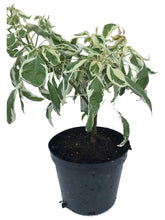 Load image into Gallery viewer, Wedding Cake Tree - Cornus controversa Variegata - 4 Litre Pot - 40-60cm Tall